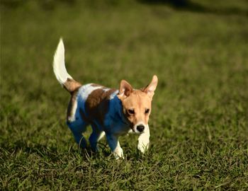 Portrait of a dog on field