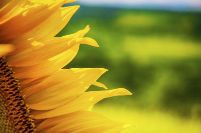 Close-up of yellow flowering plant