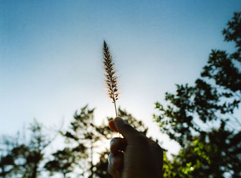 Close-up of hand against clear sky