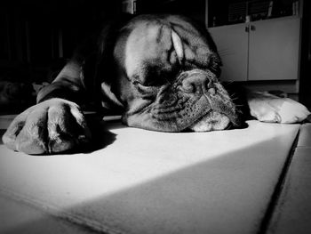 Close-up of dog sleeping at home