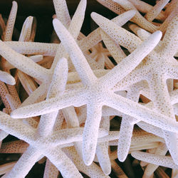 Full frame shot of starfish shells