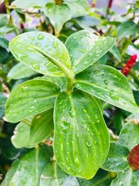 Close-up of wet plant leaves during rainy season