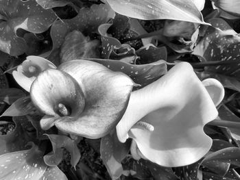 Close-up of flowers