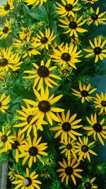 High angle view of yellow flowers blooming in park