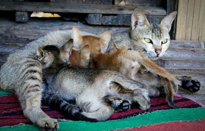Cat feeding kittens on rug