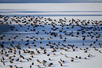 High angle view of birds on beach