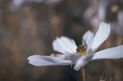 Close-up of bee on white flower