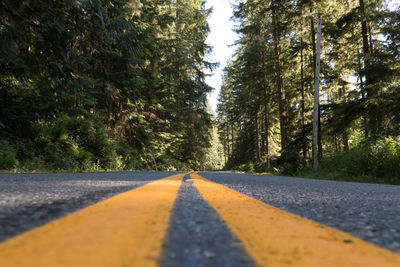 Empty road amidst trees in forest