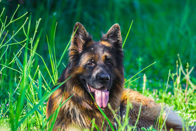 Portrait of dog looking away