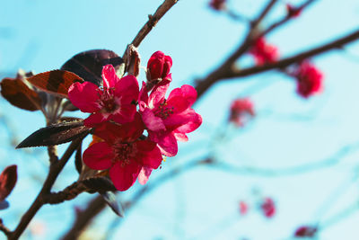 Close-up of red cherry blossom
