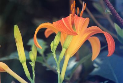 Close-up of orange flowers