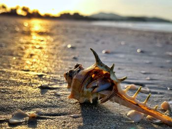 Close-up of shell on beach