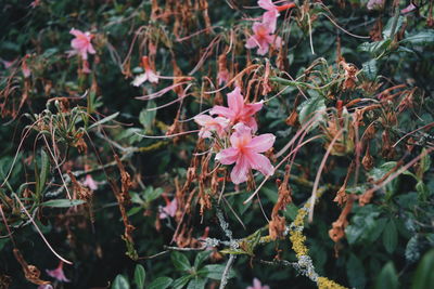 Close-up of flowers blooming outdoors