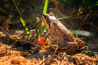 Close-up of frog on field