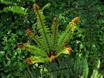 High angle view of fern in forest