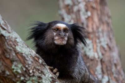 The black-tufted marmoset or star marmoset, t, marmoset, is a species of monkey from the new world.