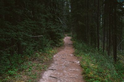 Walkway amidst trees in forest