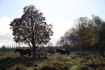 Trees on field against sky