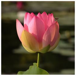 Close-up of pink lotus water lily