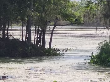 Scenic view of river in forest