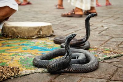 Black cobras on carpet at footpath