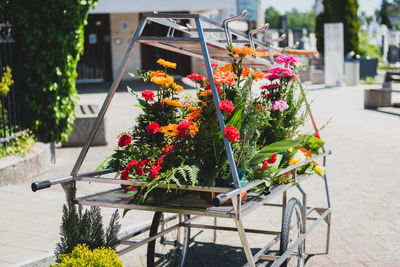 Flower pot plants on street in city