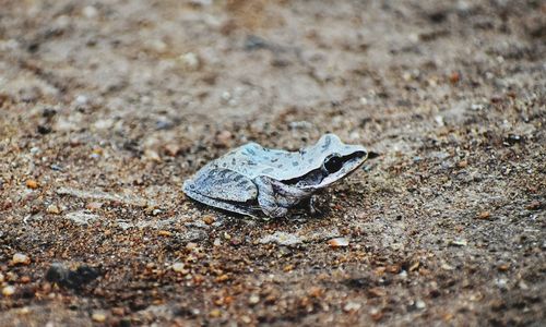 High angle view of crab on sand