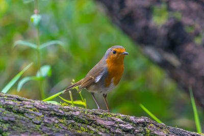 Close-up of bird perching on branch