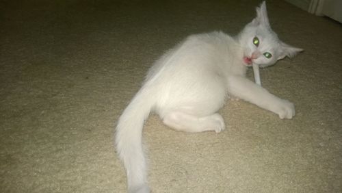 Close-up of white cat