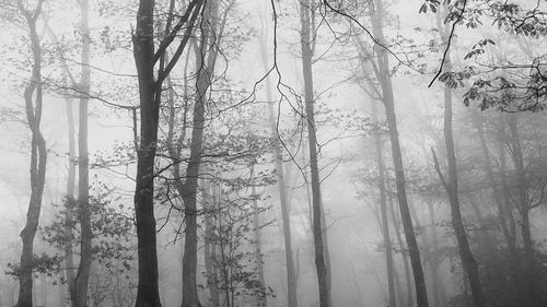 Trees in forest during winter