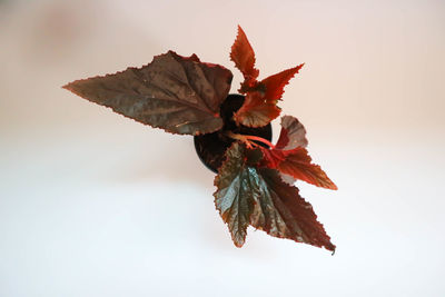 Close-up of dry leaves on plant against white background