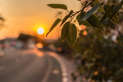 Close-up of orange leaves against sky at sunset