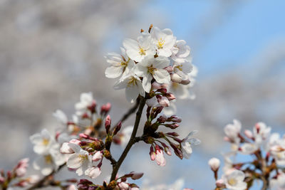 Close-up of cherry blossom