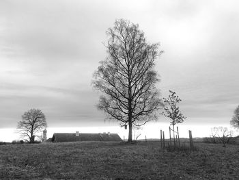 Bare tree on field against sky