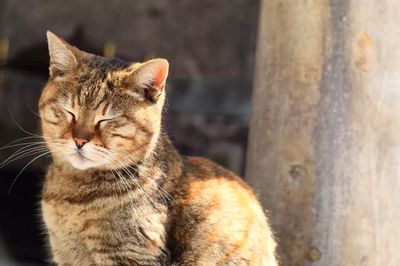 Close-up of cat