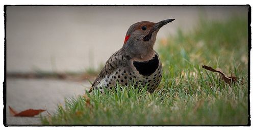 Close-up of bird perching on grass