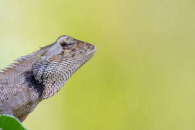 Close-up of lizard against gray background