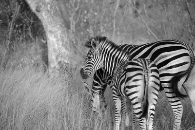 View of a zebra