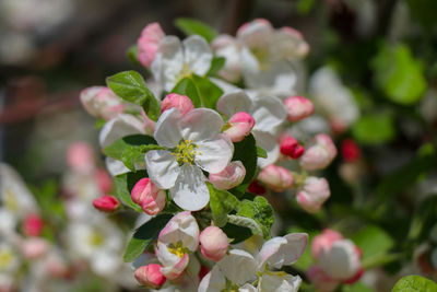 Close-up of pink flowering plant