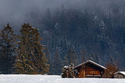 Trees and houses in forest during winter