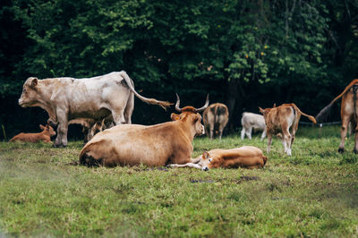 Cows on field