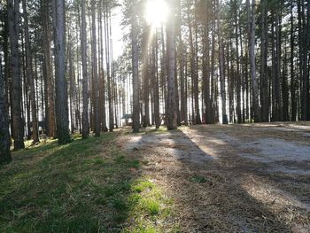 Trees in forest