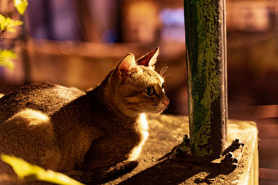 Close-up of a cat looking away