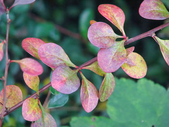 Close-up of pink leaves on plant