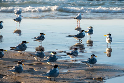 Flock of seagulls on beach