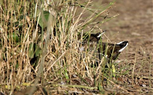 Bird perching on plant in field