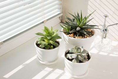 Potted plant on table