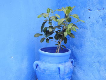 Close-up of potted plant against blue wall