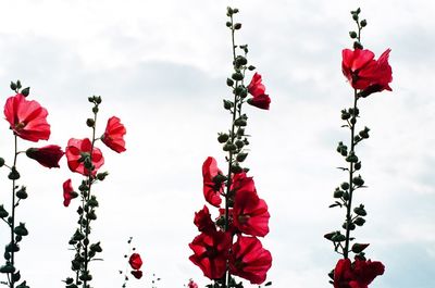 Low angle view of red flowers