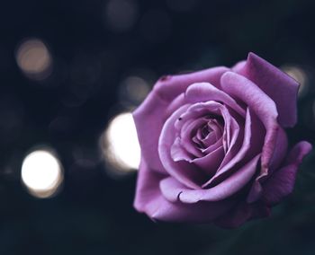 Close-up of pink rose flower